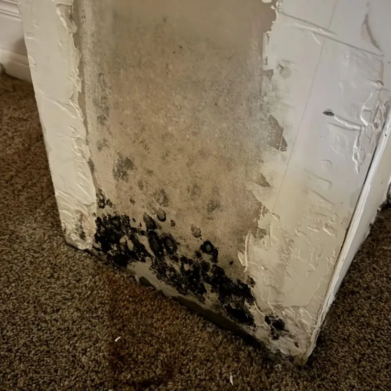 Professional Mold Removal in Park Layne, OH